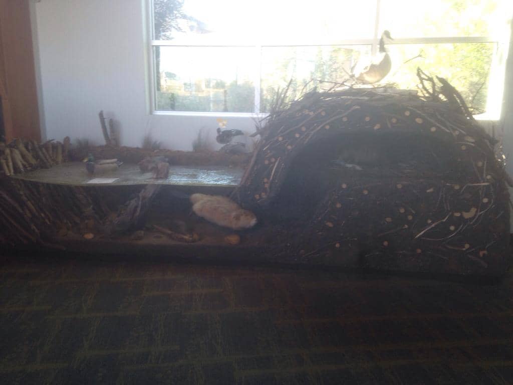 Native Wildlife Exhibits