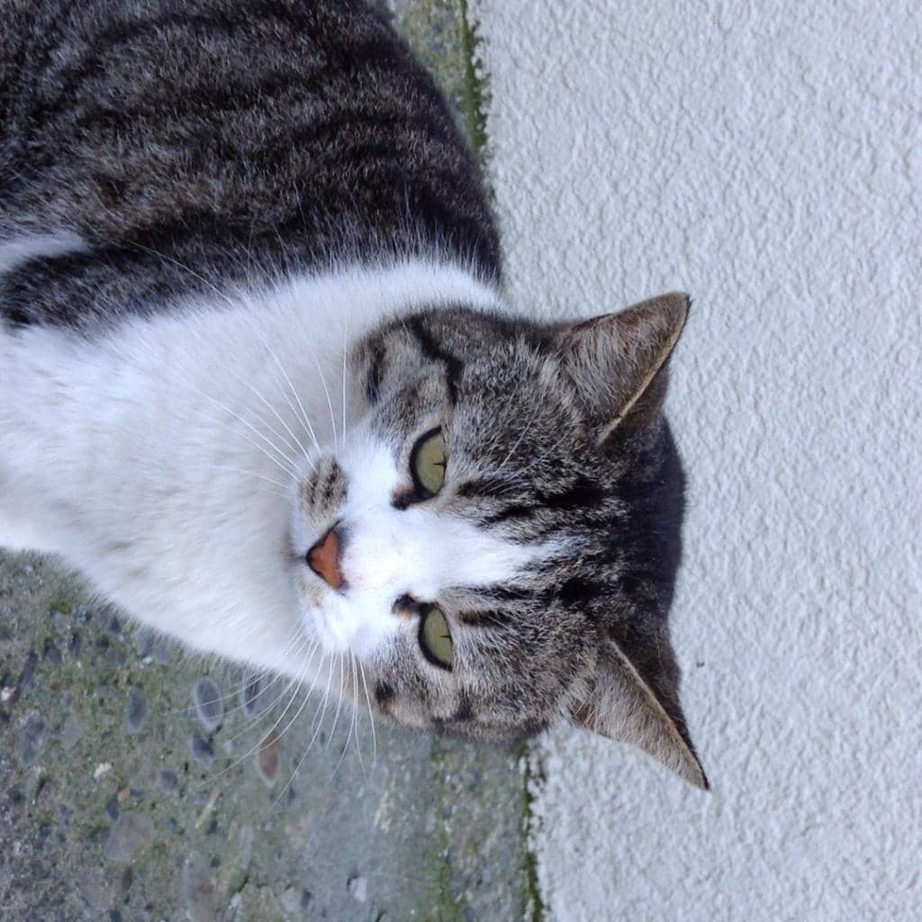 Rocky Shore Exploration