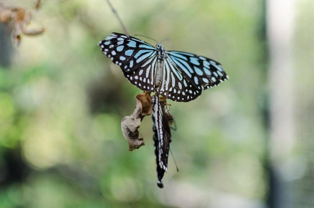 Exotic Insect Displays