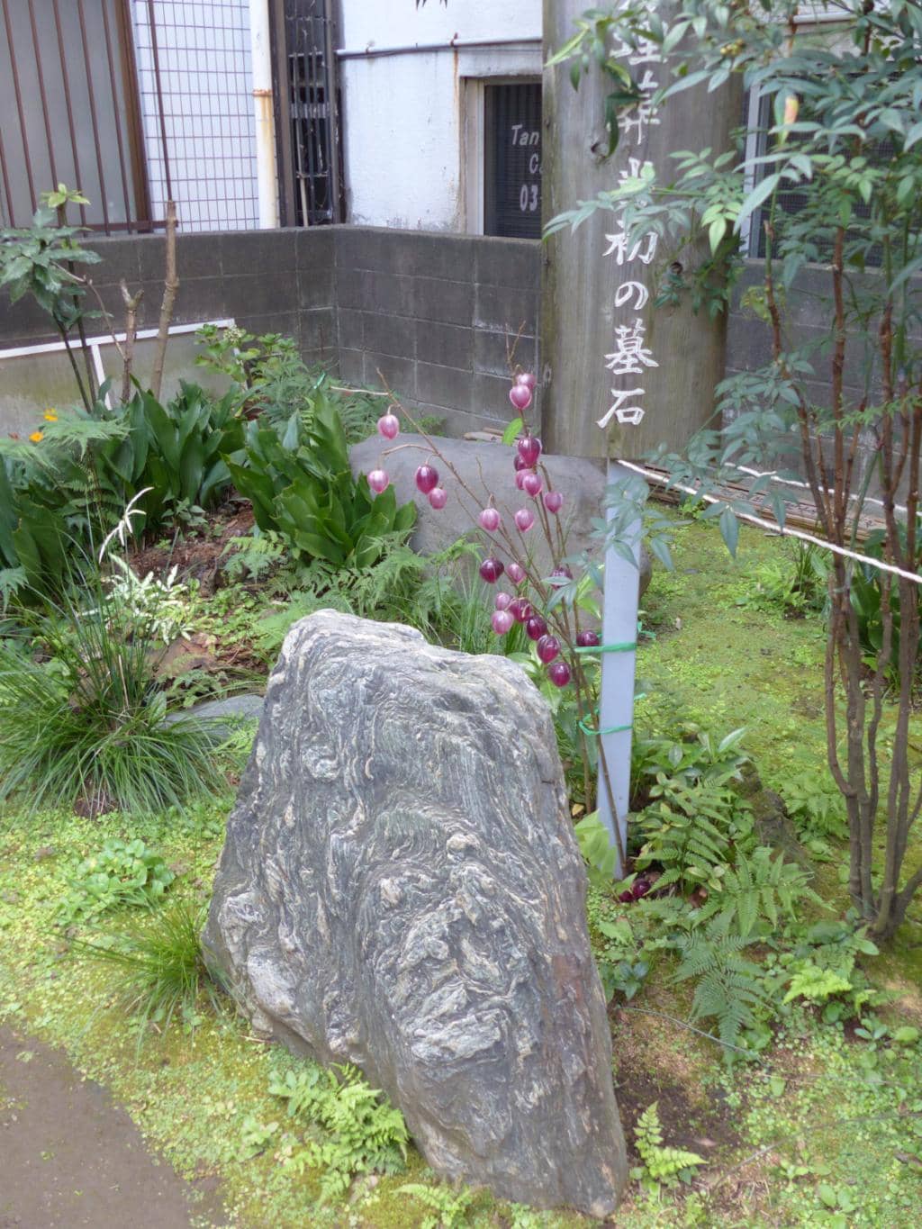 The 'Lonely Chestnut Tree'