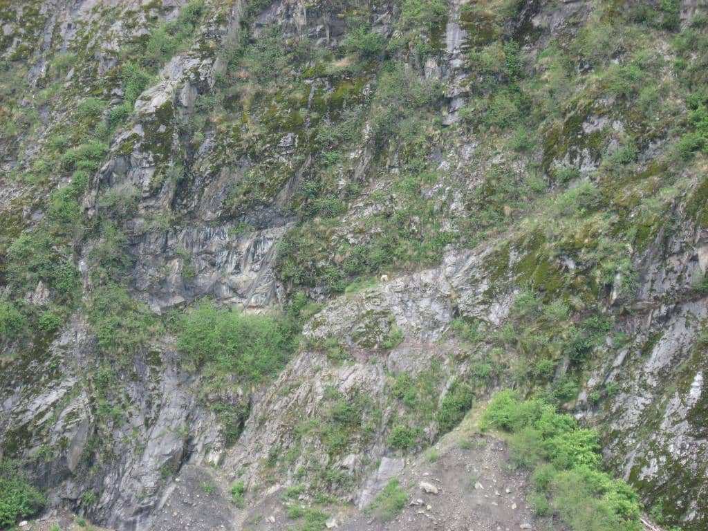 Aialik Glacier