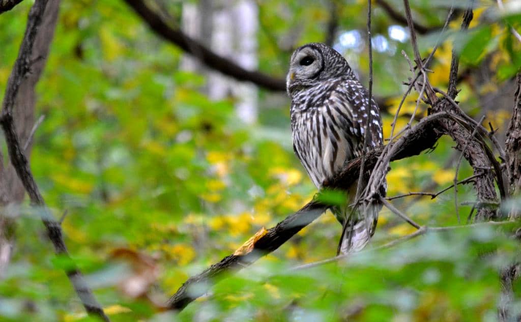 Missouri River Overlook