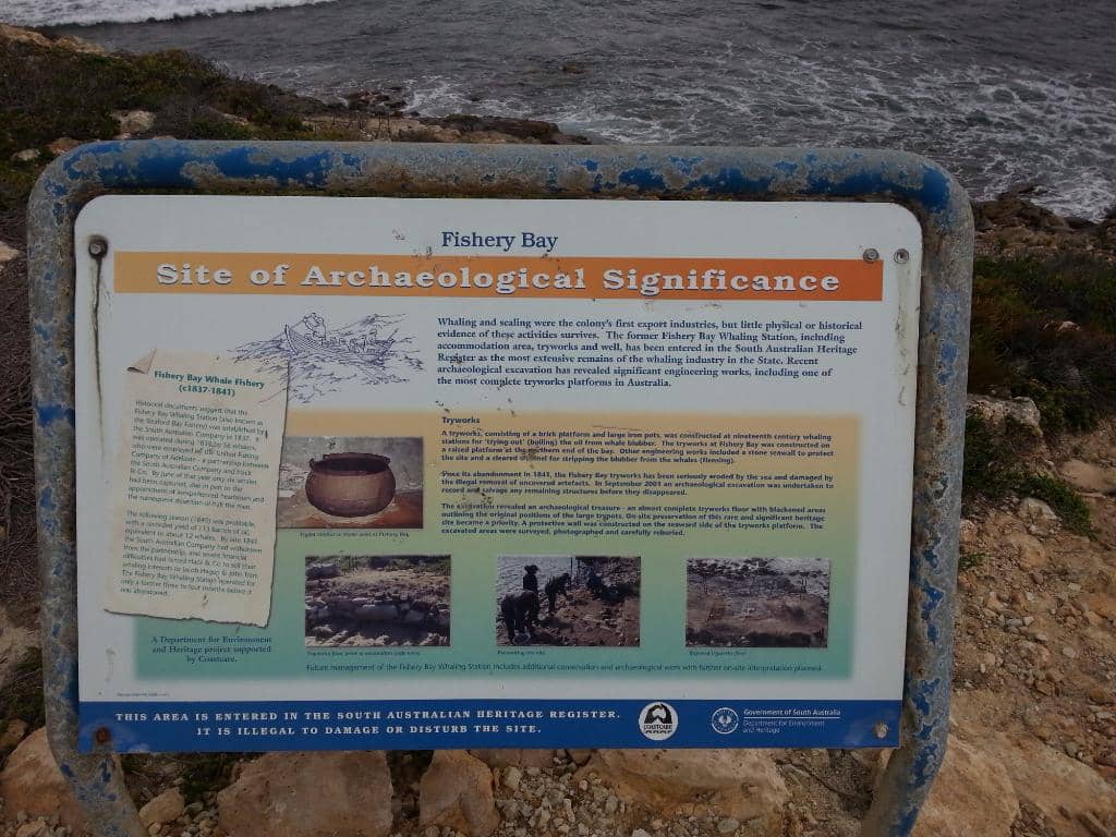 Bronze Whaler Sharks