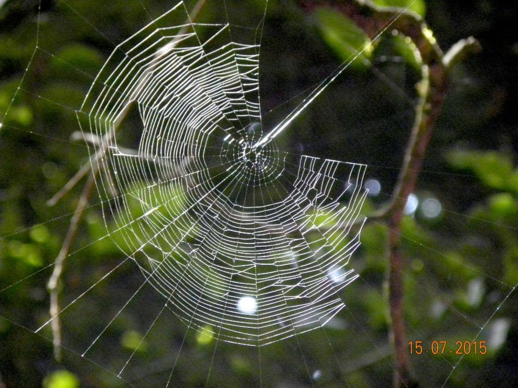 The Laurel Forest Path