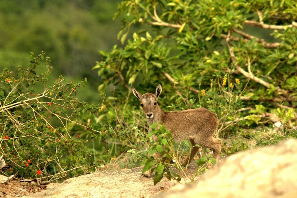 Serene Hillside Drive