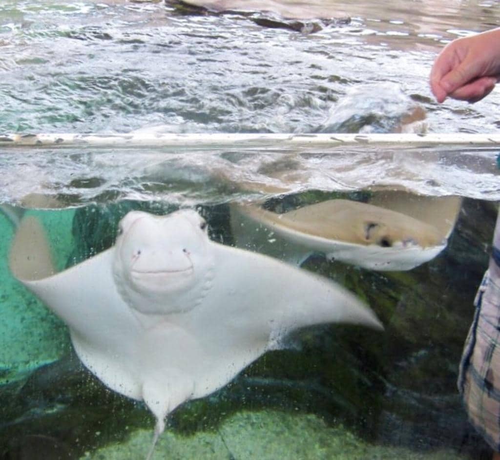 Stingray Touch Tank