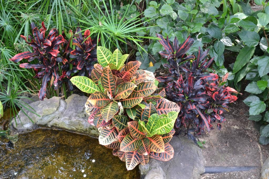 Petting Zoo & Farm Animals