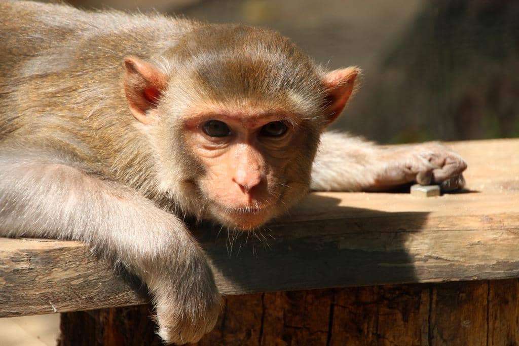 Old Livestock Preservation