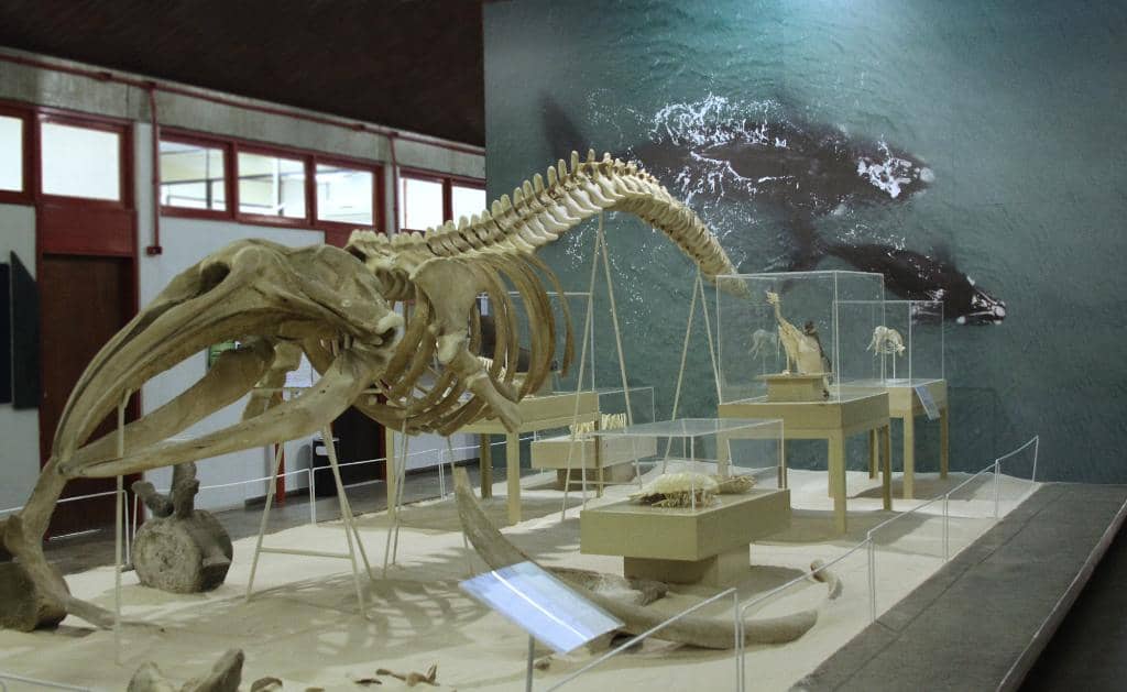 Diverse Animal Models