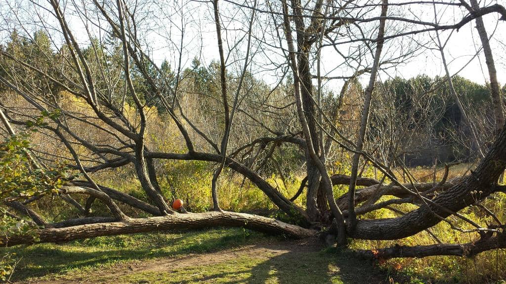 Nature Center Exhibits