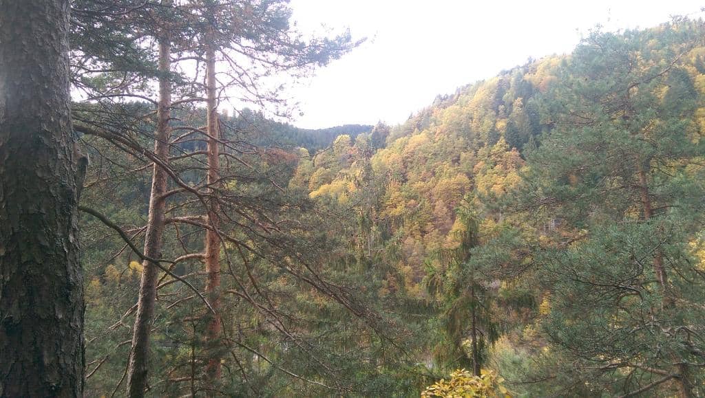 Cuckoo Clock Heritage