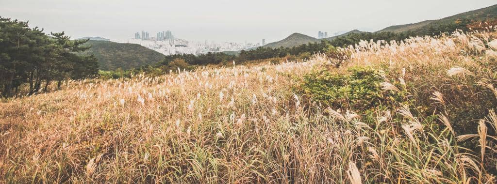 Panoramic Busan Vista
