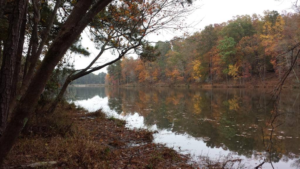 Sensory Garden & Carved Tree