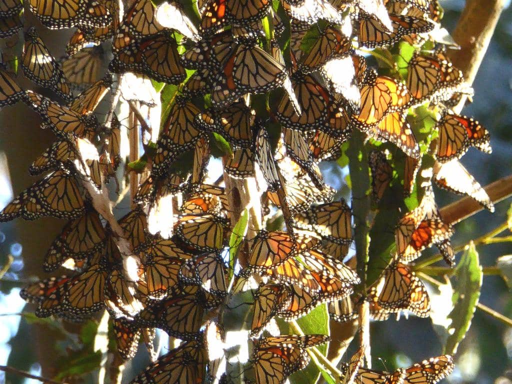 Natural Bridges Beach