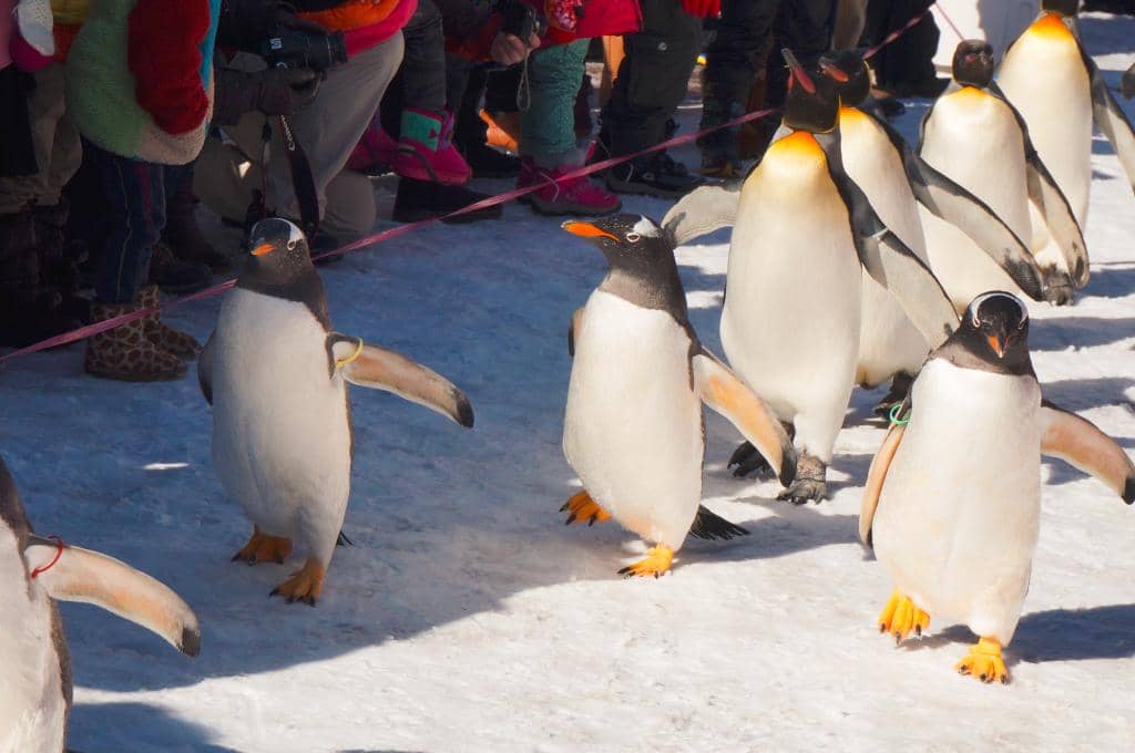 Seal and Dolphin Shows