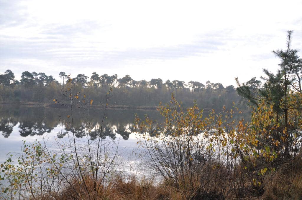 Dragonfly and Tawny Owl Spotting