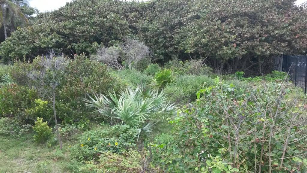 Pingle Field Open Spaces