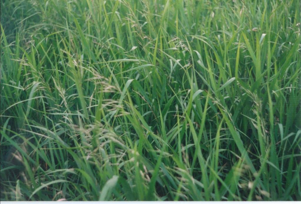 Amphitheatre & Event Space