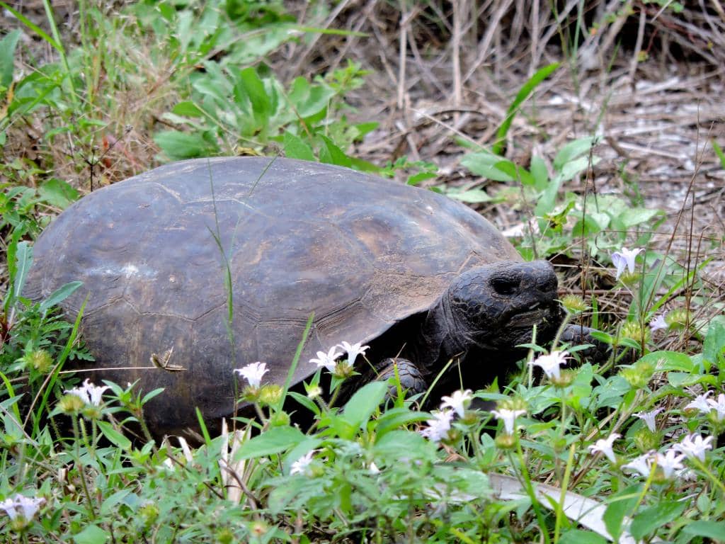 Shamrock Park Access