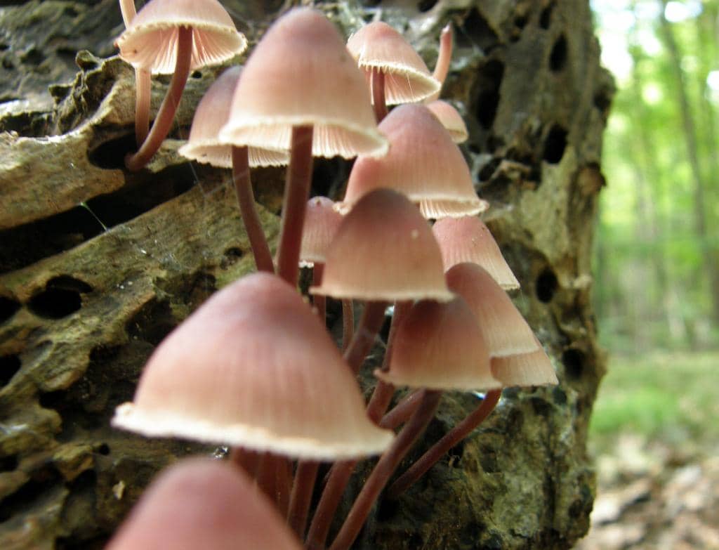 Picnic Spots & Benches