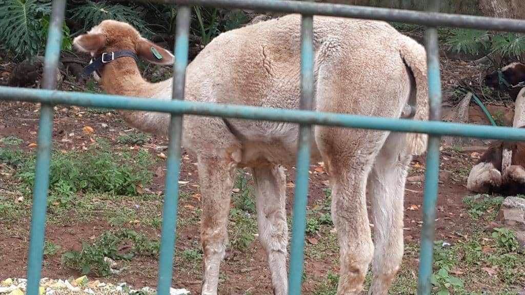 African Crested Porcupine