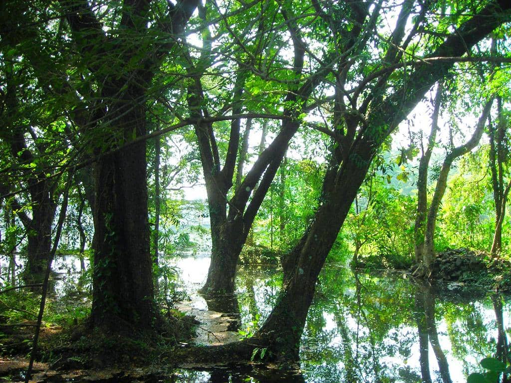 Nature Trails & Forests