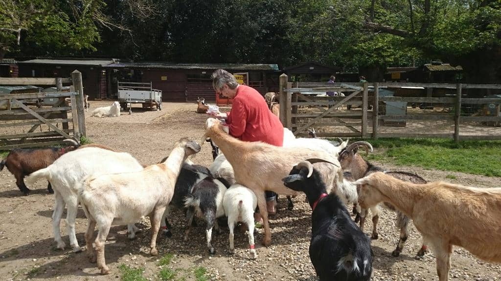 Unique Animal Friendships