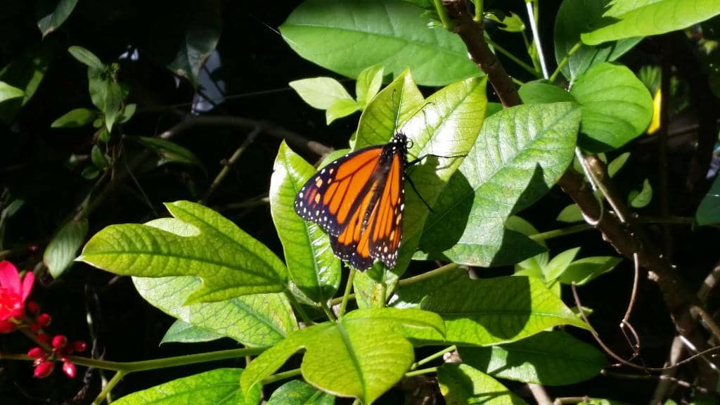 Butterfly House