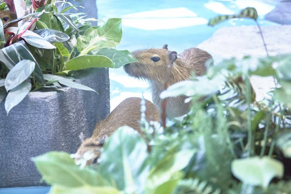 Interactive Mammal Exhibits