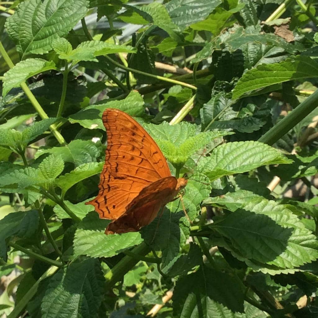 Cocoon & Caterpillar House