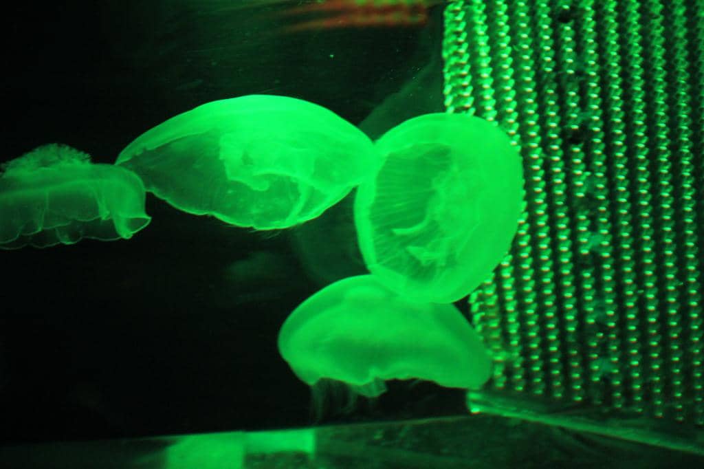 Feeding Demonstrations