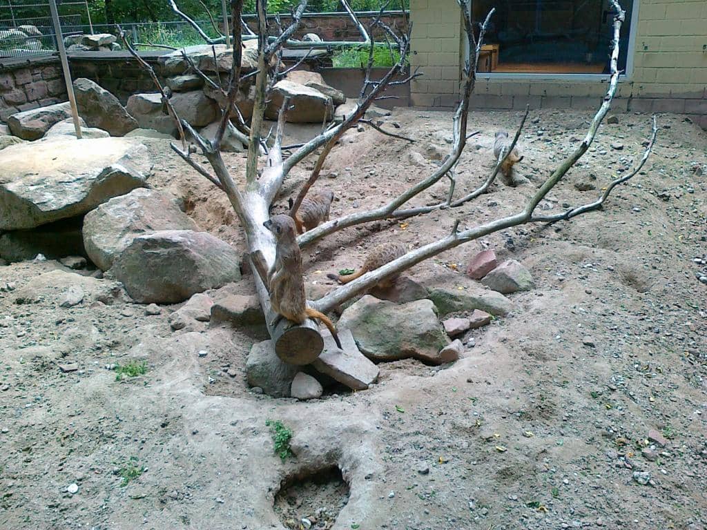 Active & Engaged Animals