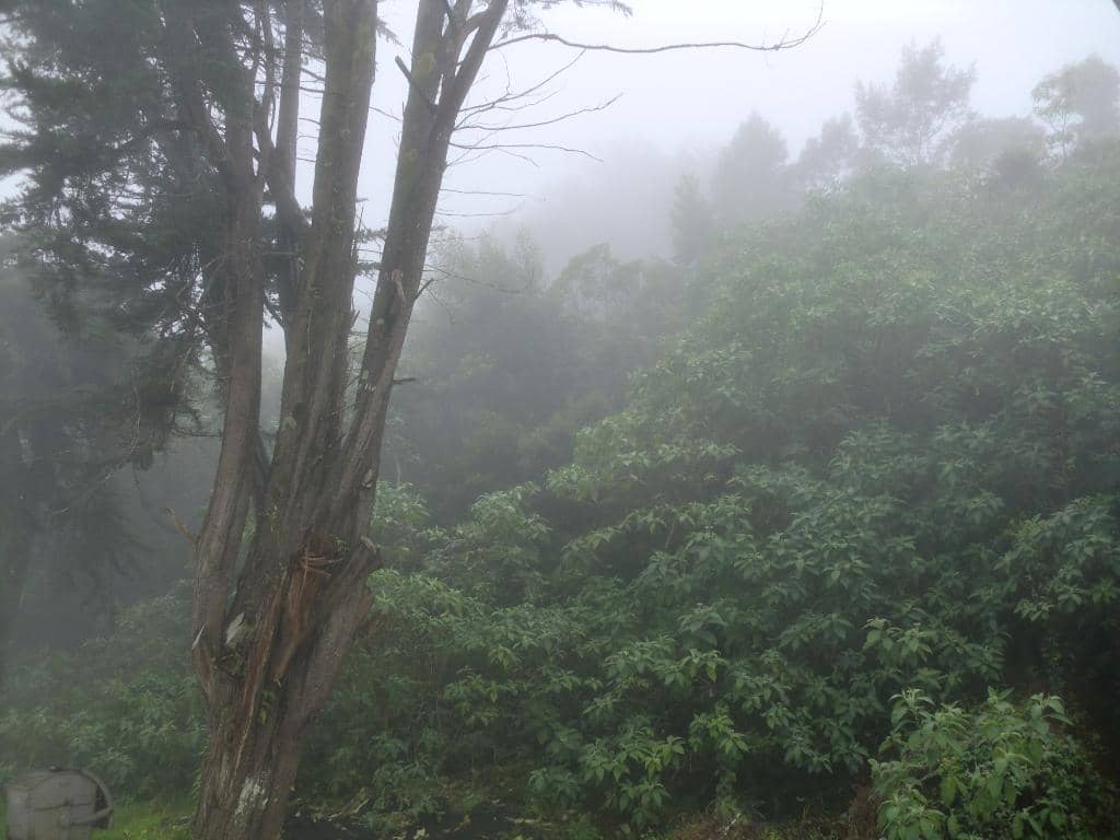 Moss-Covered Trees and Rocks
