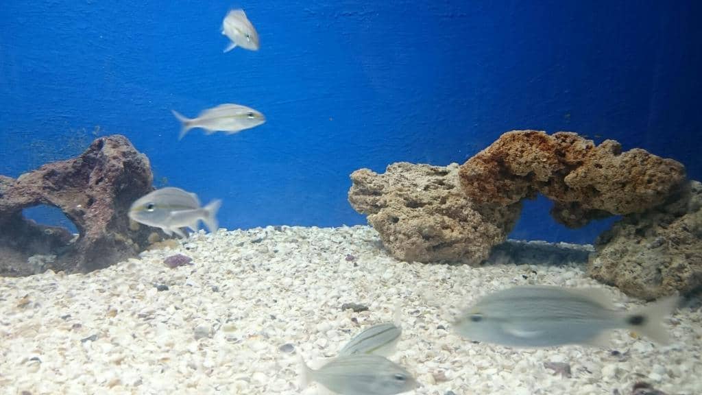 Sunset at Praia Grande