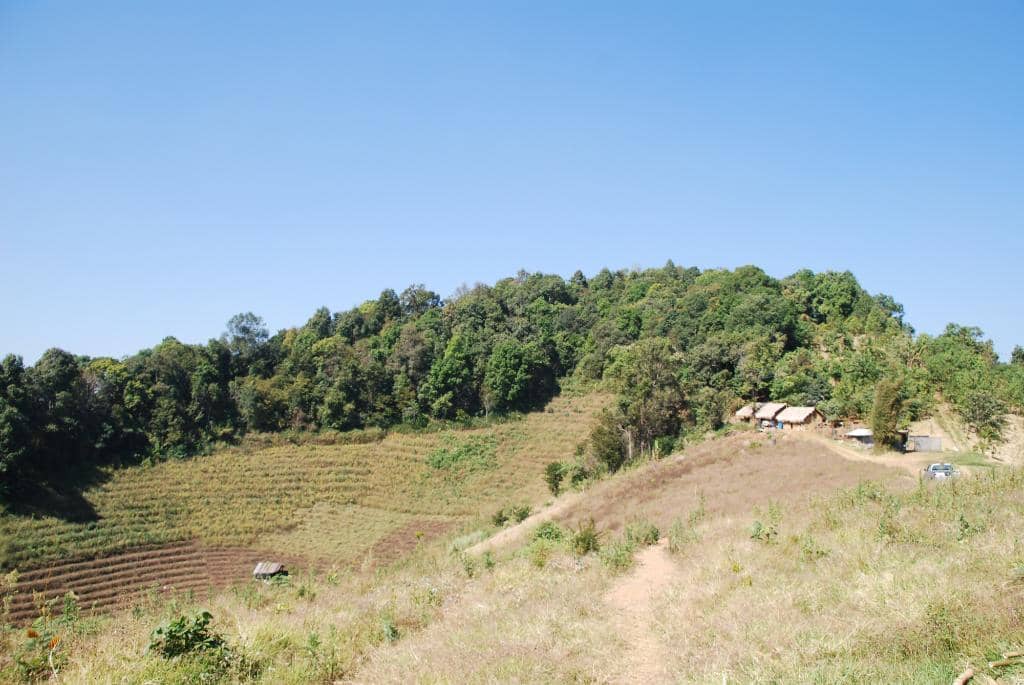 Panoramic Plantation Views