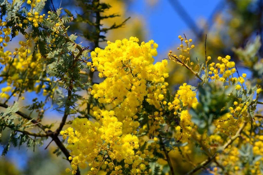 Observation Deck Views