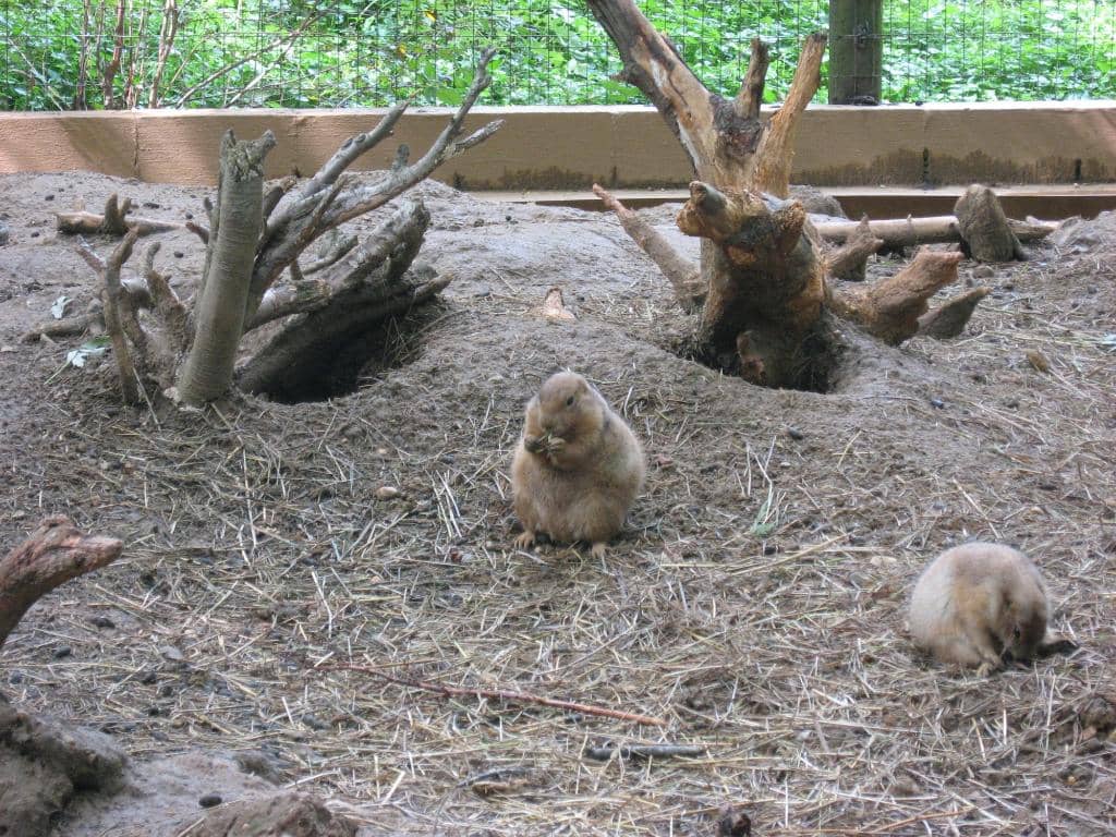 Dinosaur Discovery Trail