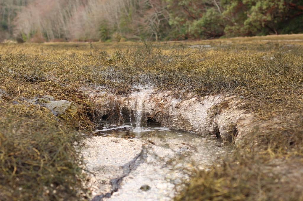 Telephone of the Wind