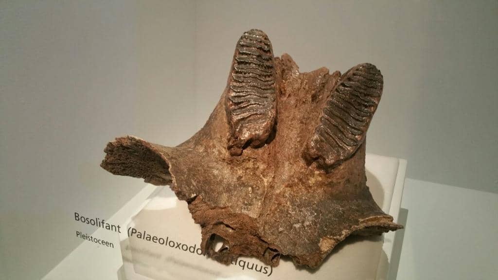 Brabant's Natural History