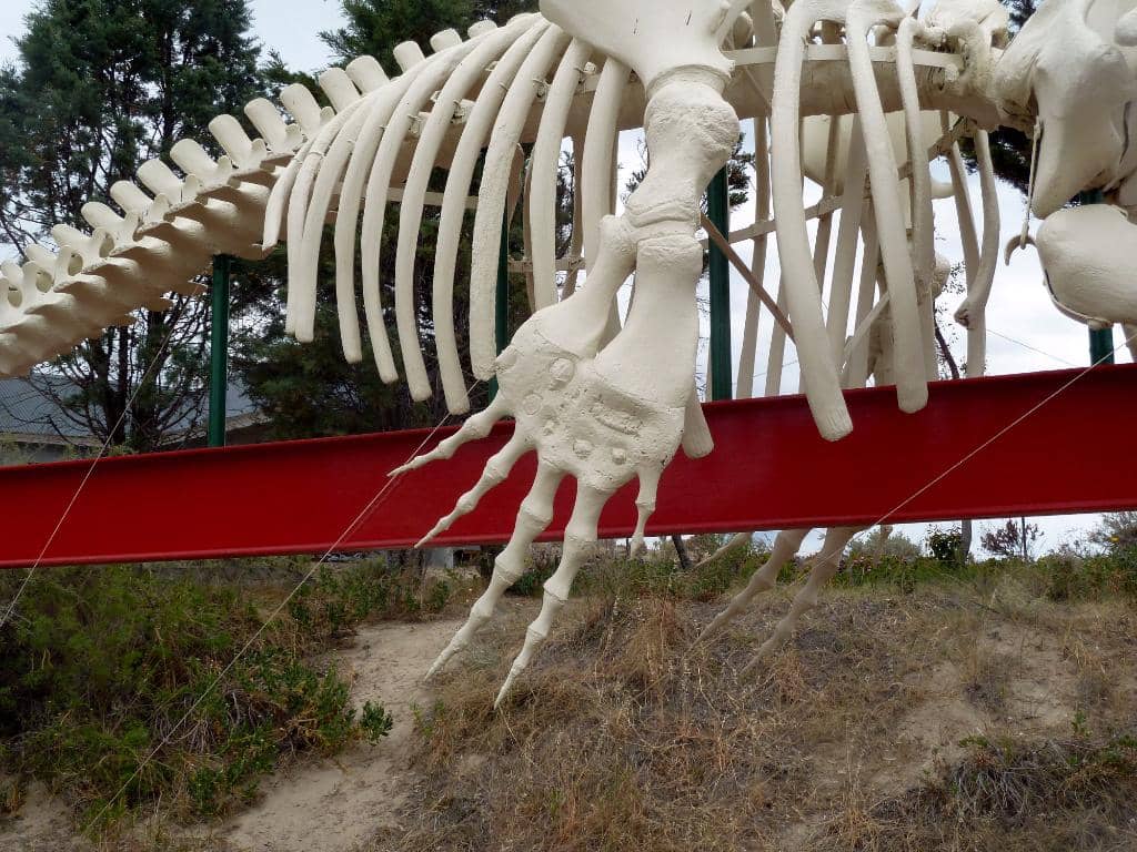 Marine Life Encounters