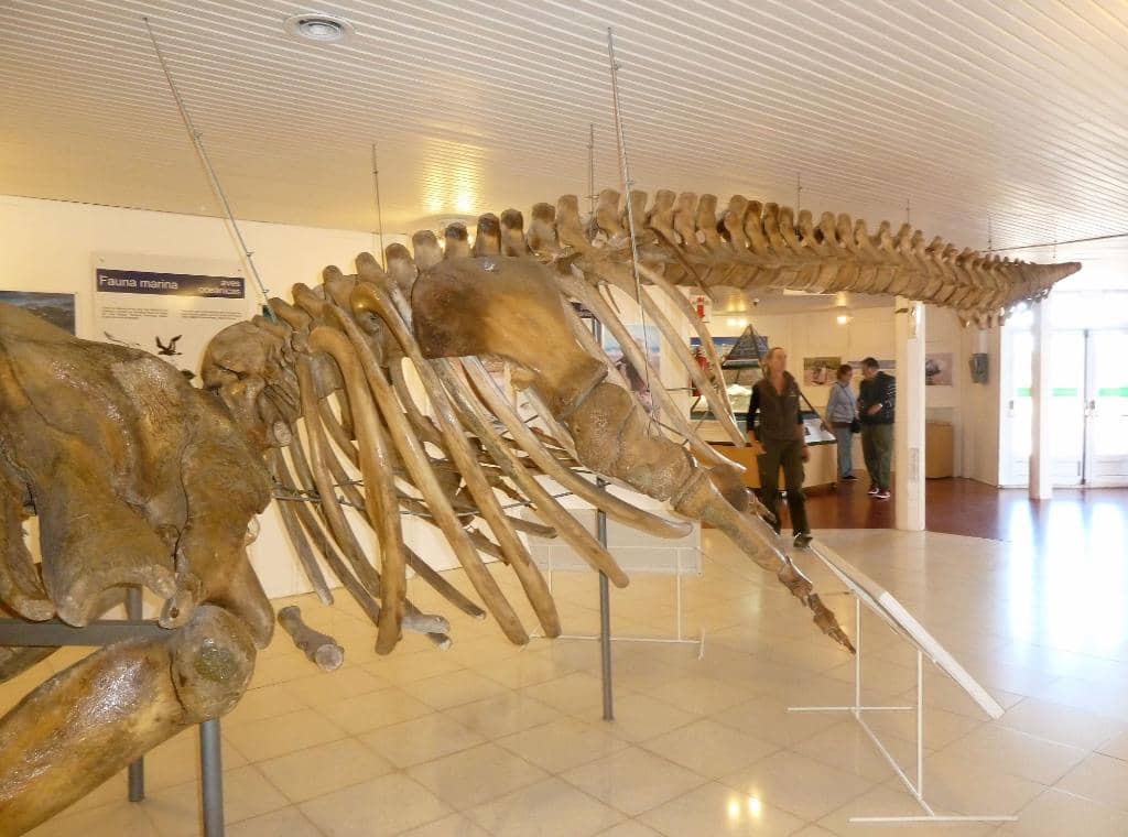 Wildlife Exhibition Rooms