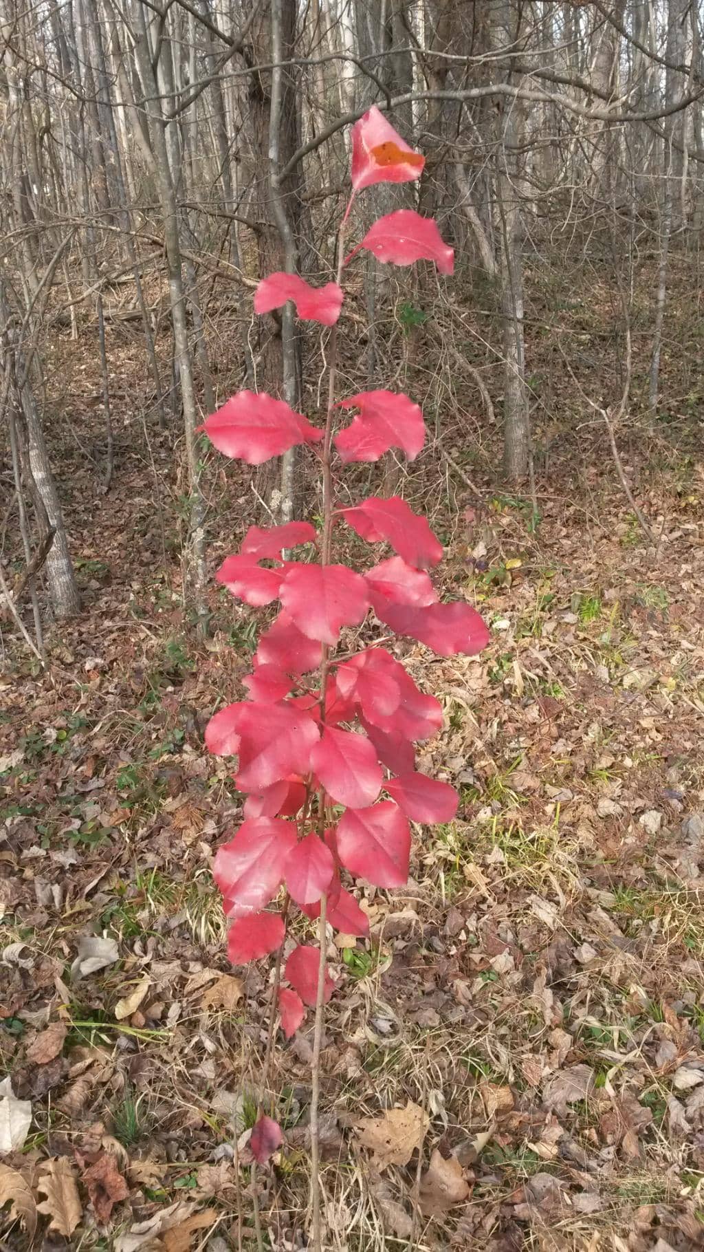 Kayaking and Fishing