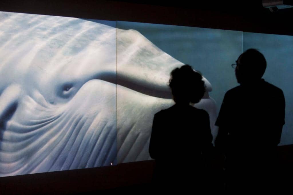 Fetal Development Displays