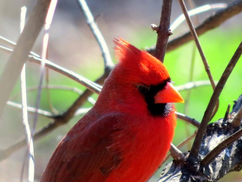 Lake Catherine Trails