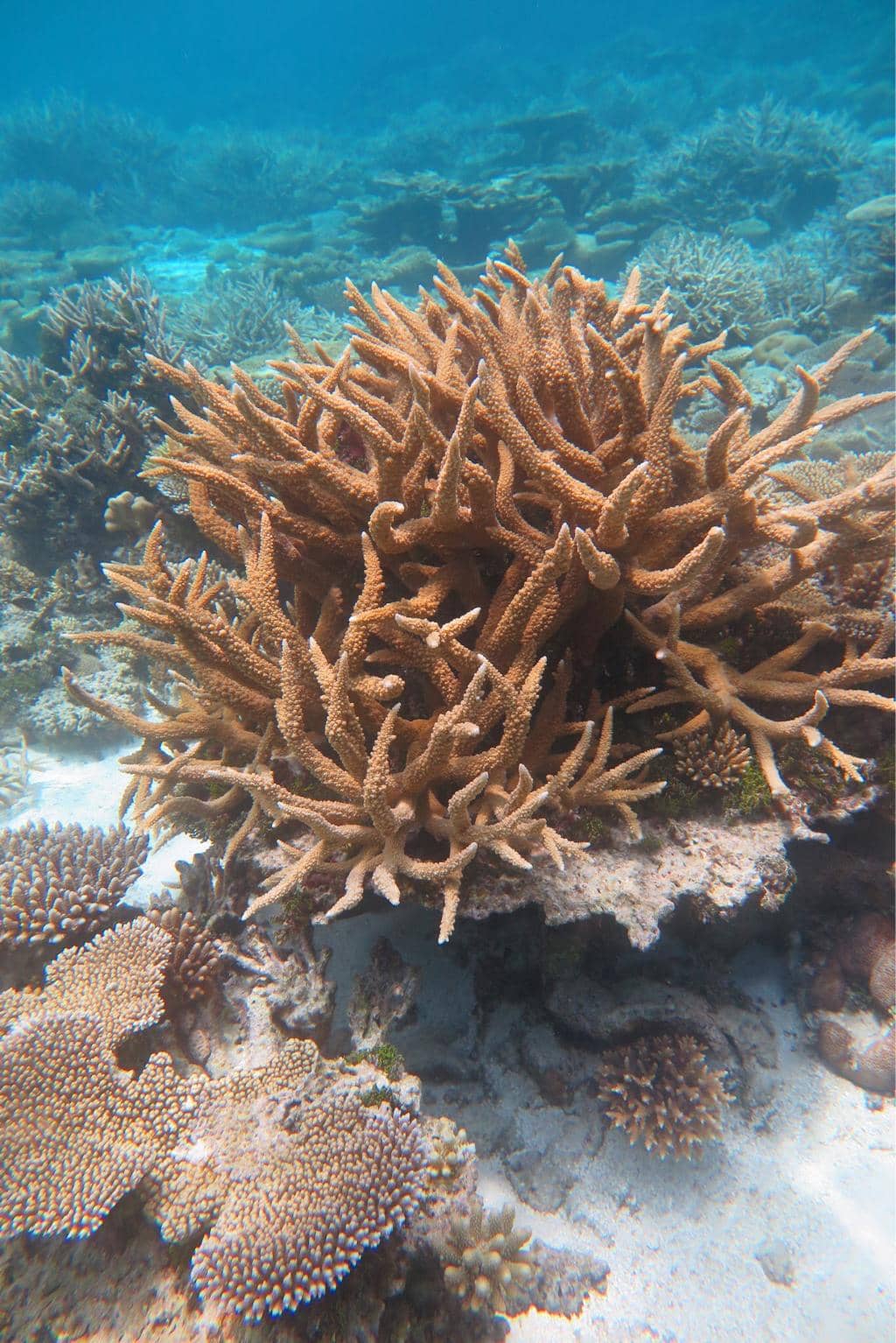 Sharks and Rays Galore