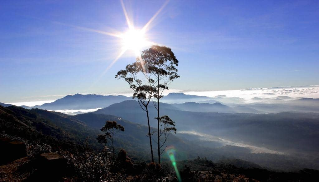 Expansive Tea Plantation Vistas