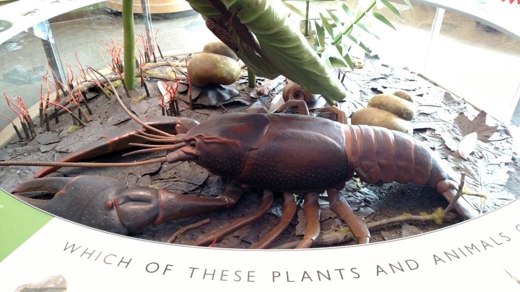 Bird Feeding Encounters
