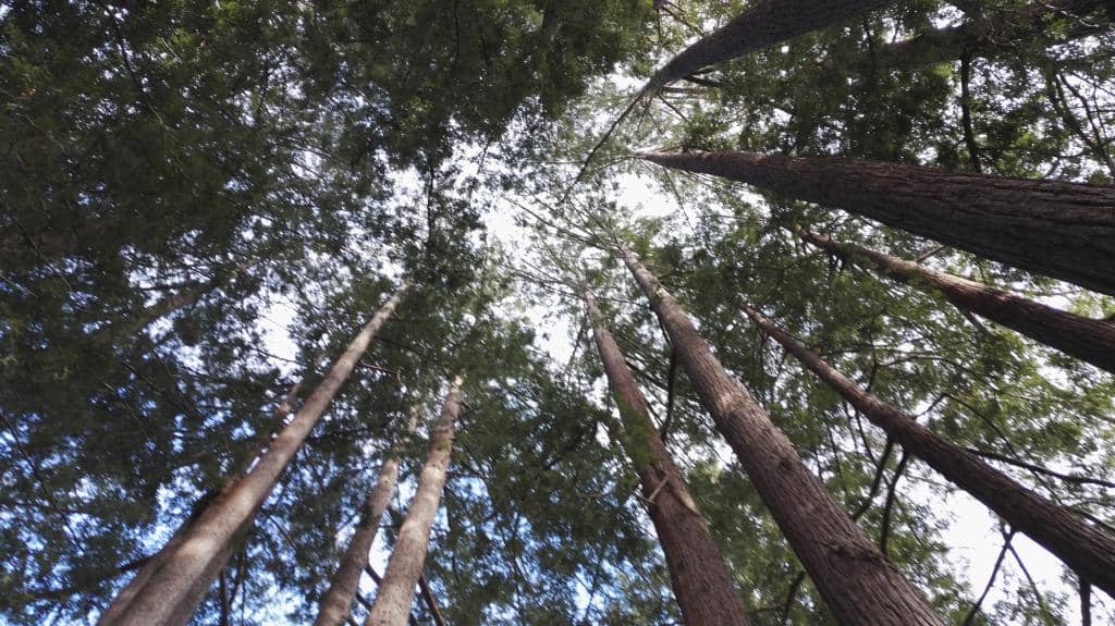 Vertical photo