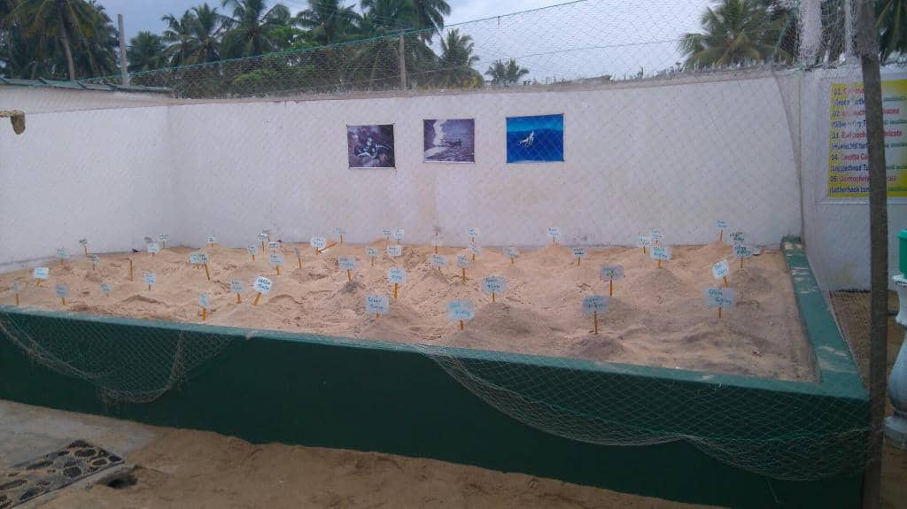 Diverse Turtle Collection