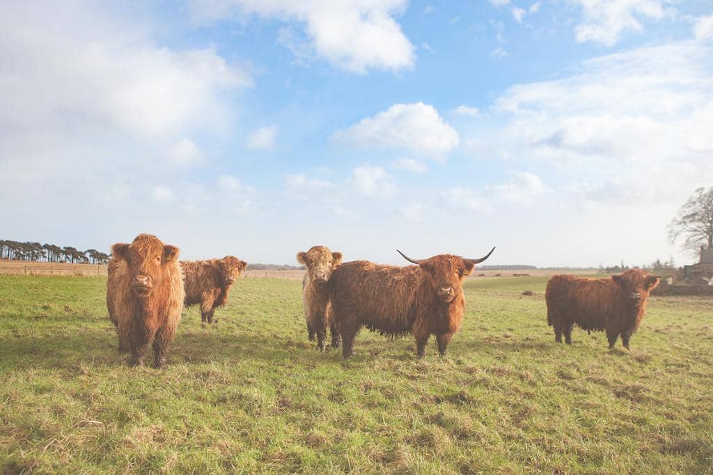 Artisan Sourdough Pizzas